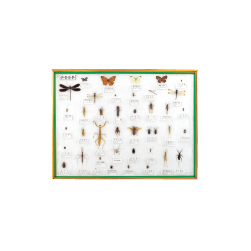 곤충표본B(40종)