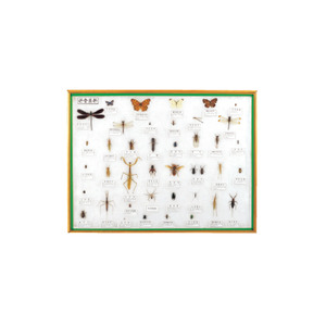 곤충표본B(40종)